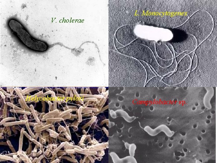 V. cholerae Helycobacter pylori L. Monocytogenes Campylobacter sp. 