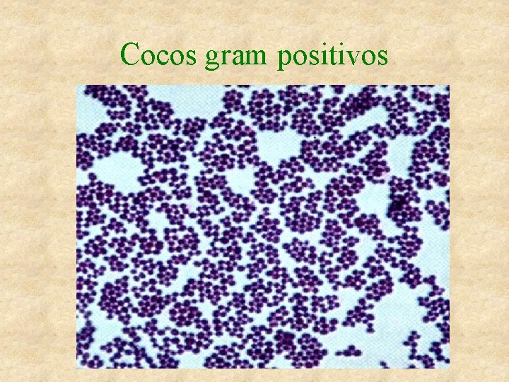 Cocos gram positivos 