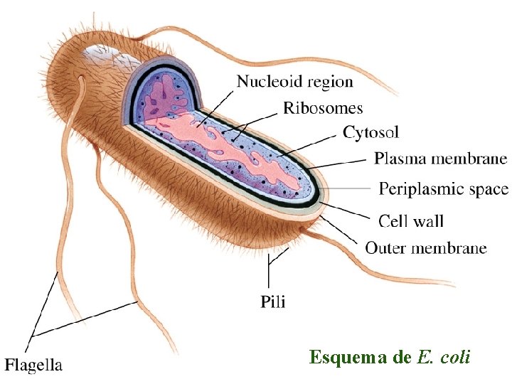 Esquema de E. coli 