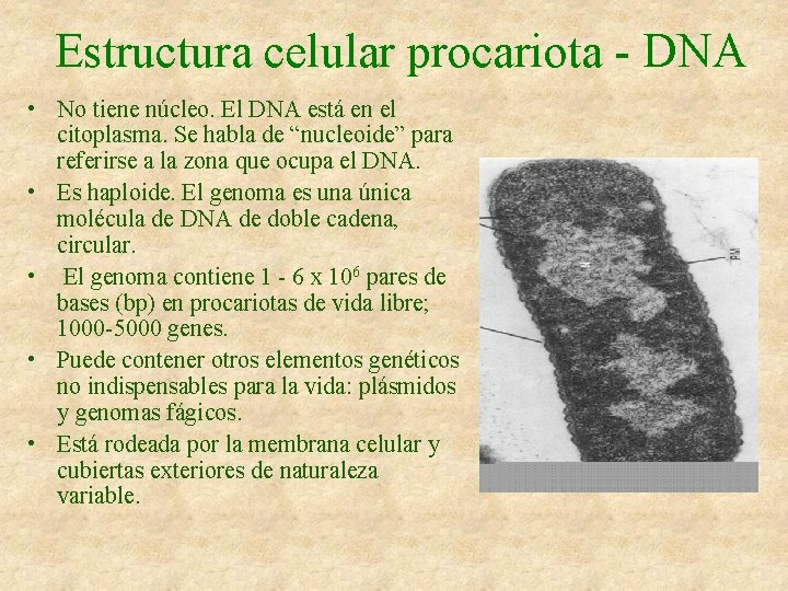 Estructura celular procariota - DNA • No tiene núcleo. El DNA está en el