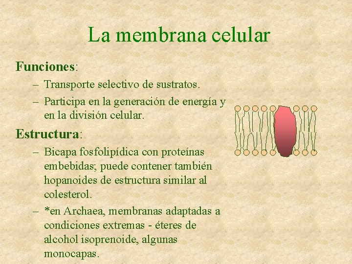 La membrana celular Funciones: – Transporte selectivo de sustratos. – Participa en la generación