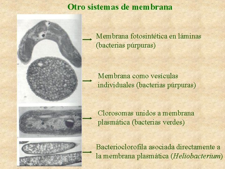 Otro sistemas de membrana Membrana fotosintética en láminas (bacterias púrpuras) Membrana como vesículas individuales
