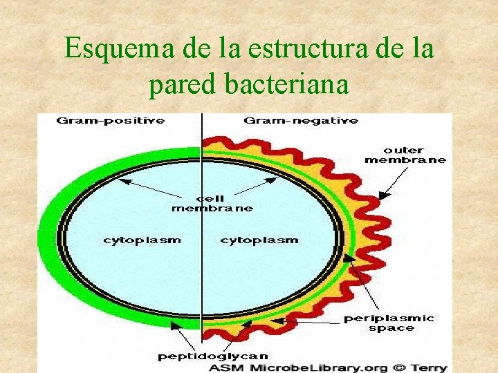Esquema de la estructura de la pared bacteriana 