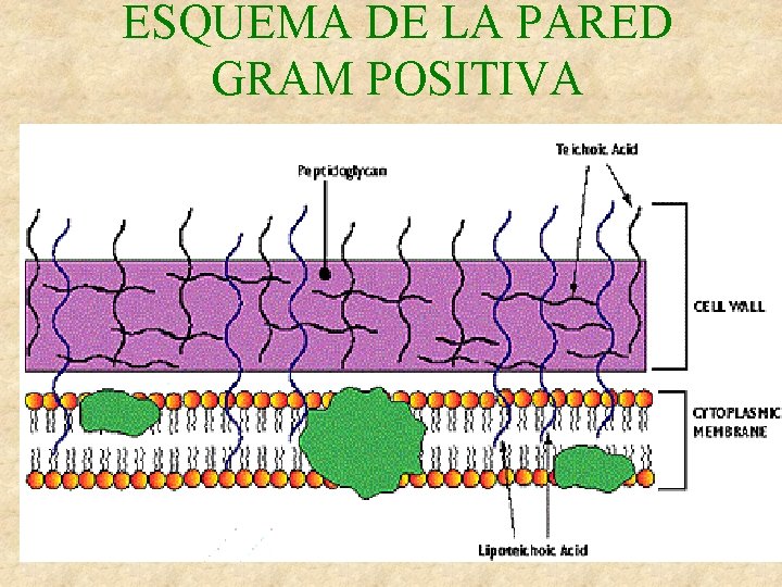 ESQUEMA DE LA PARED GRAM POSITIVA 