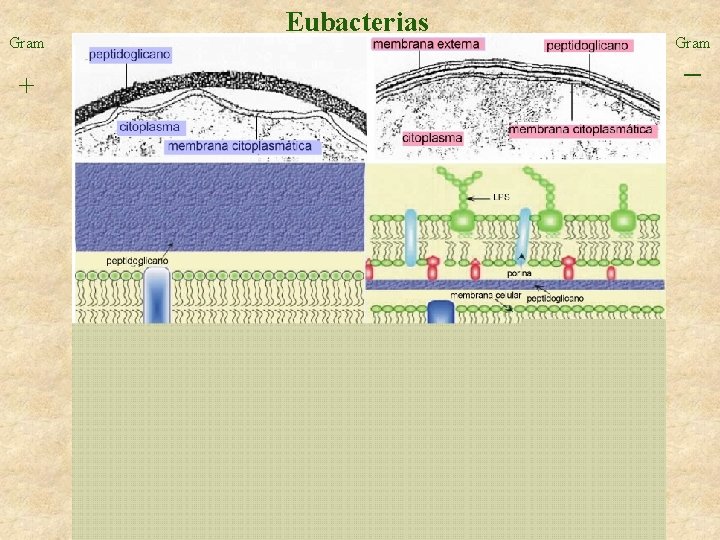 Gram + Eubacterias Gram - 