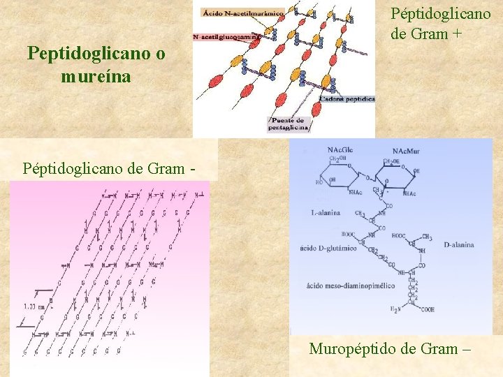 Peptidoglicano o mureína Péptidoglicano de Gram + Péptidoglicano de Gram - Muropéptido de Gram