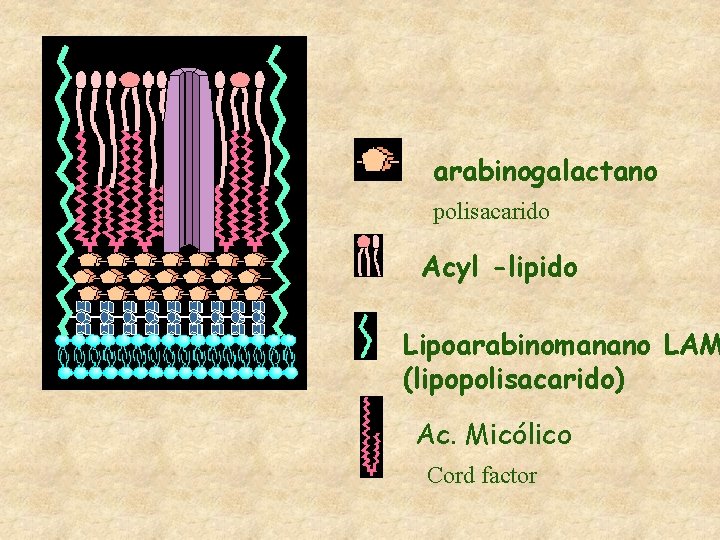 arabinogalactano polisacarido Acyl -lipido Lipoarabinomanano LAM (lipopolisacarido) Ac. Micólico Cord factor 