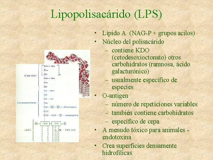 Lipopolisacárido (LPS) • Lípido A (NAG-P + grupos acilos) • Núcleo del polisacárido –
