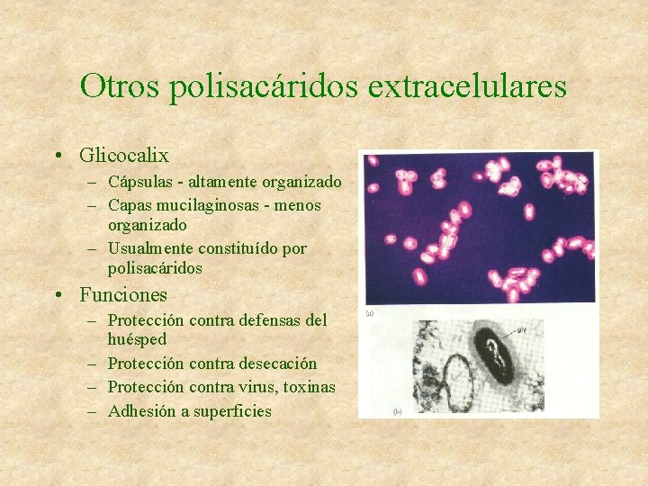 Otros polisacáridos extracelulares • Glicocalix – Cápsulas - altamente organizado – Capas mucilaginosas -