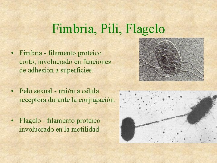 Fimbria, Pili, Flagelo • Fimbria - filamento proteico corto, involucrado en funciones de adhesión