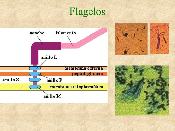 Flagelos 