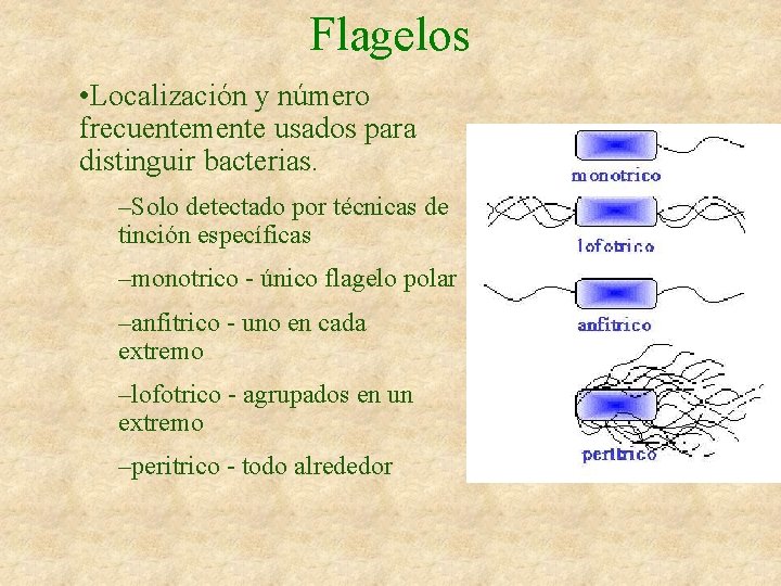 Flagelos • Localización y número frecuentemente usados para distinguir bacterias. –Solo detectado por técnicas