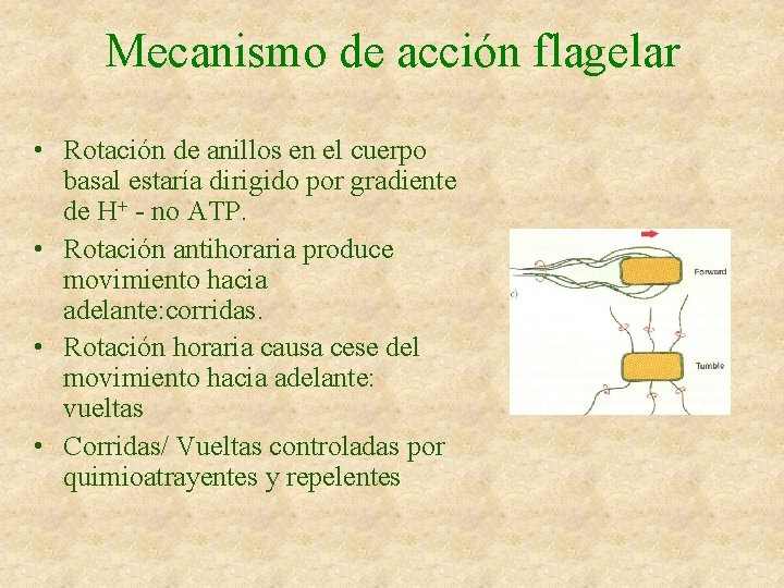 Mecanismo de acción flagelar • Rotación de anillos en el cuerpo basal estaría dirigido