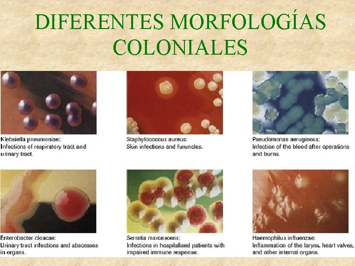 DIFERENTES MORFOLOGÍAS COLONIALES 