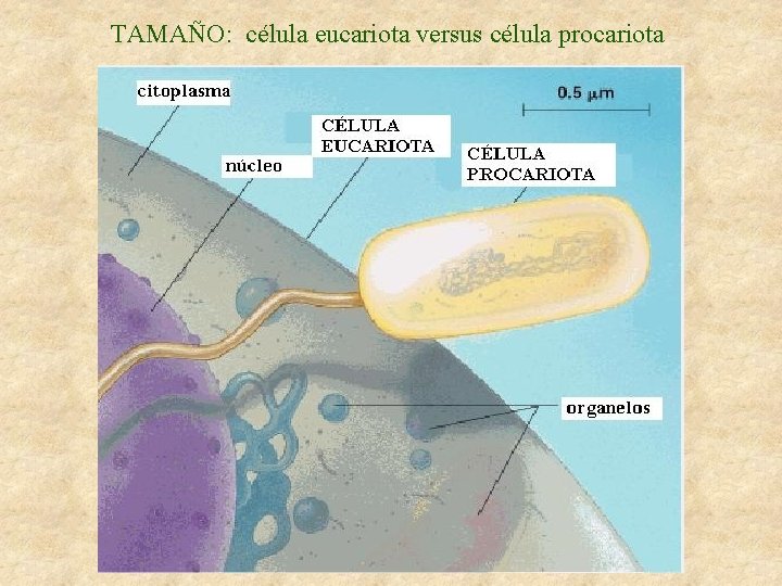 TAMAÑO: célula eucariota versus célula procariota 
