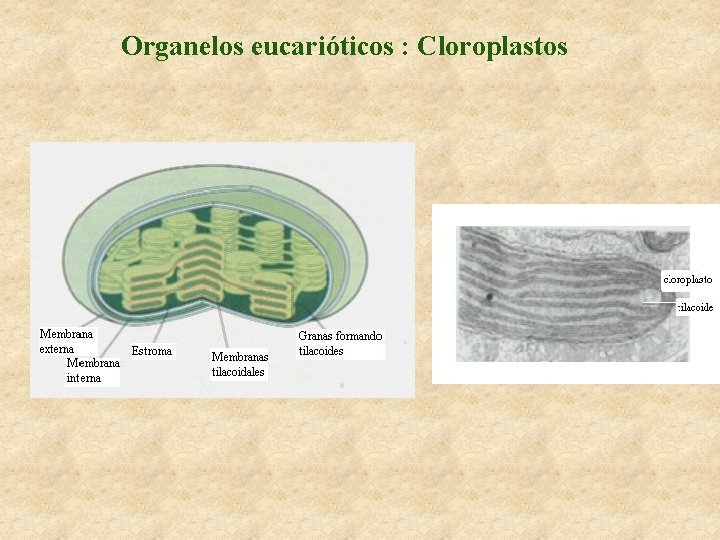 Organelos eucarióticos : Cloroplastos 