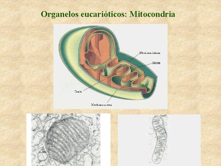 Organelos eucarióticos: Mitocondria 