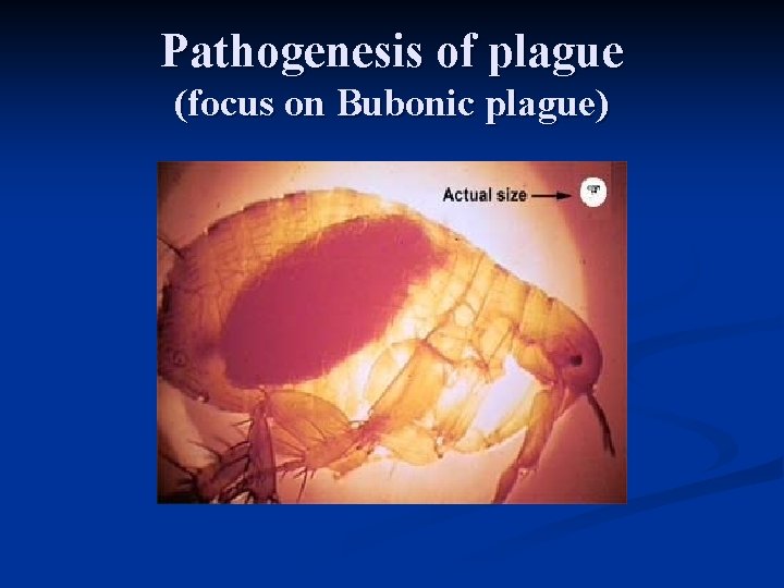 Pathogenesis of plague (focus on Bubonic plague) 