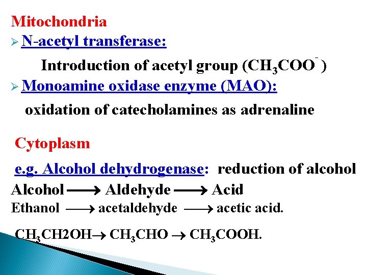 Mitochondria Ø N-acetyl transferase: Introduction of acetyl group (CH 3 COO ) Ø Monoamine