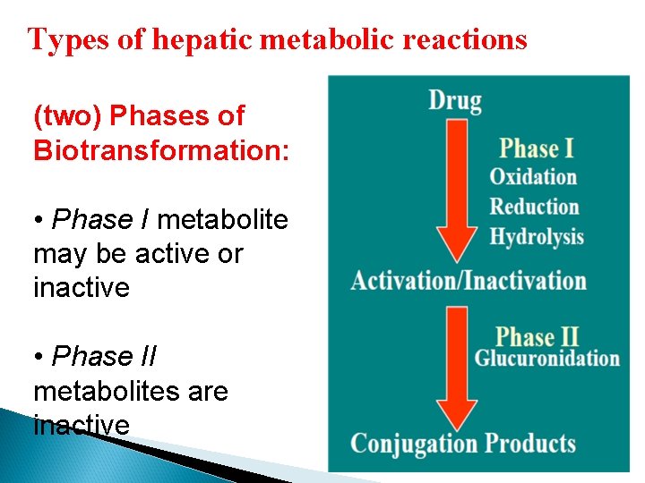 Types of hepatic metabolic reactions (two) Phases of Biotransformation: • Phase I metabolite may