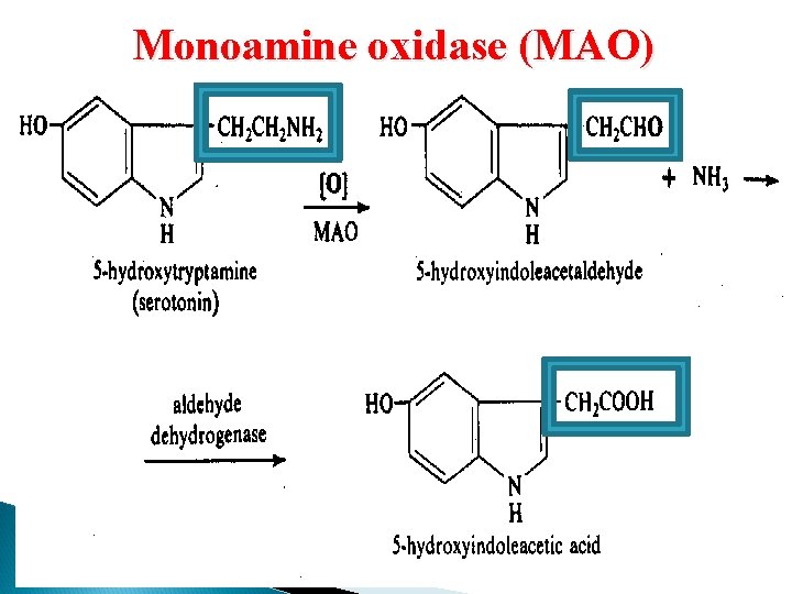 Monoamine oxidase (MAO) 