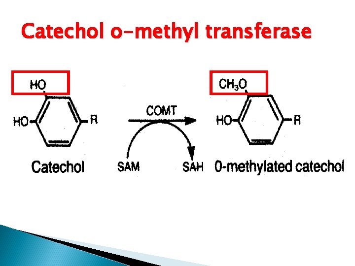 Catechol o-methyl transferase 