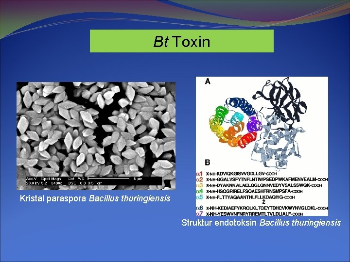 Bt Toxin Kristal paraspora Bacillus thuringiensis Struktur endotoksin Bacillus thuringiensis 