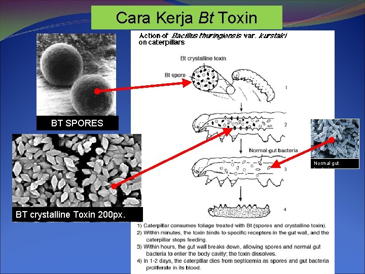 Cara Kerja Bt Toxin BT SPORES Normal gut bacteria BT crystalline Toxin 200 px.