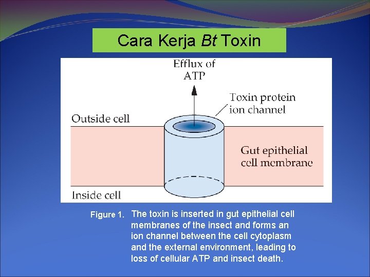 Cara Kerja Bt Toxin Figure 1. The toxin is inserted in gut epithelial cell