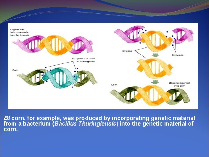 Bt corn, for example, was produced by incorporating genetic material from a bacterium (Bacillus