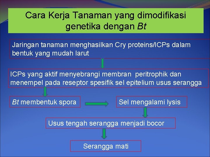 Cara Kerja Tanaman yang dimodifikasi genetika dengan Bt Jaringan tanaman menghasilkan Cry proteins/ICPs dalam