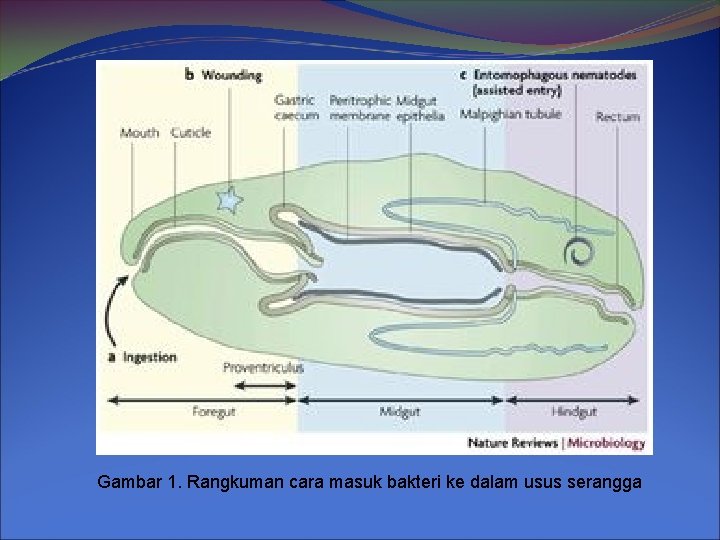 Gambar 1. Rangkuman cara masuk bakteri ke dalam usus serangga 