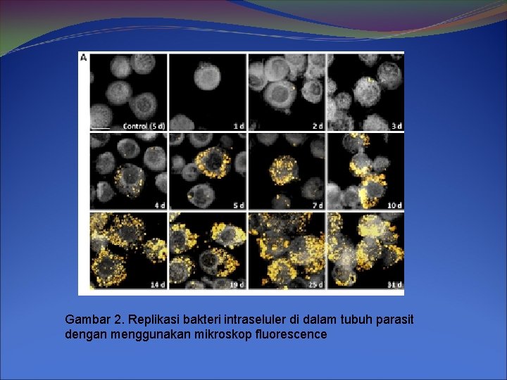 Gambar 2. Replikasi bakteri intraseluler di dalam tubuh parasit dengan menggunakan mikroskop fluorescence 