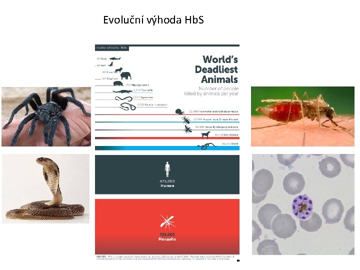 Evoluční výhoda Hb. S 