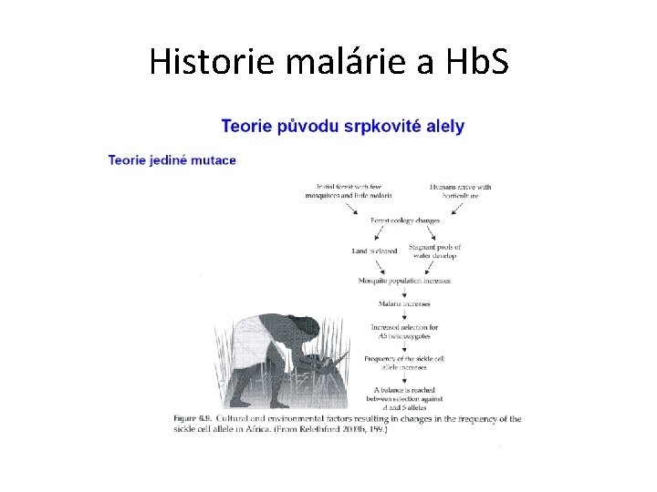 Historie malárie a Hb. S 