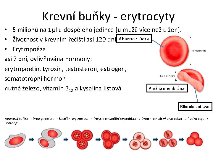 Krevní buňky - erytrocyty • 5 milionů na 1μl u dospělého jedince (u mužů