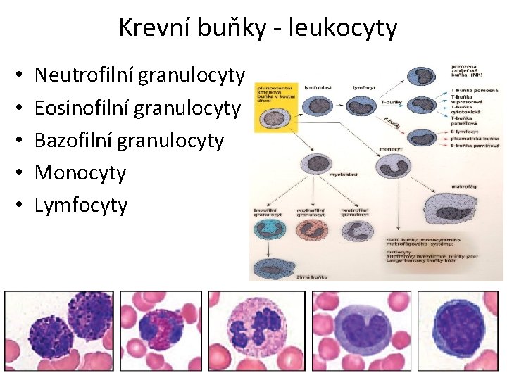 Krevní buňky - leukocyty • • • Neutrofilní granulocyty Eosinofilní granulocyty Bazofilní granulocyty Monocyty