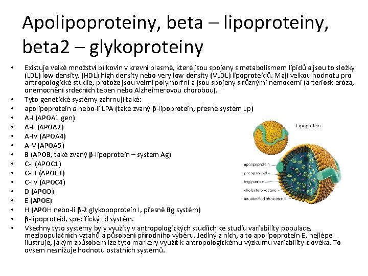 Apolipoproteiny, beta – lipoproteiny, beta 2 – glykoproteiny • • • • Existuje velké