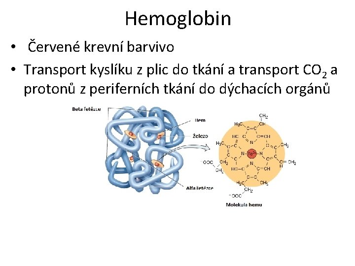 Hemoglobin • Červené krevní barvivo • Transport kyslíku z plic do tkání a transport