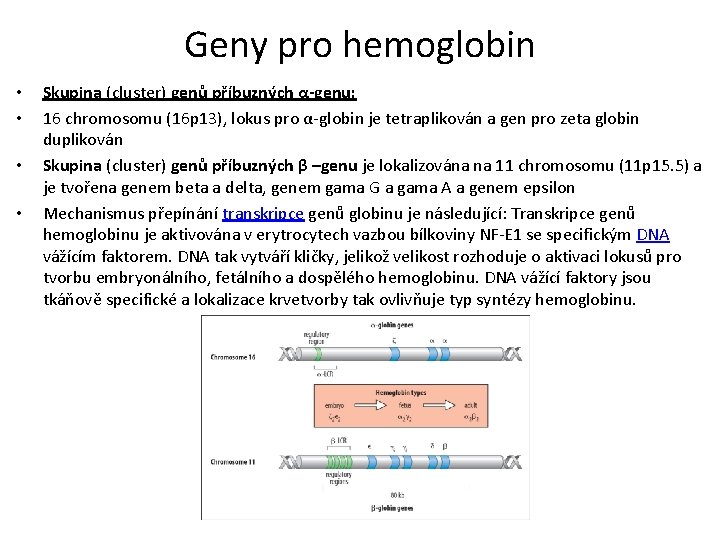 Geny pro hemoglobin • • Skupina (cluster) genů příbuzných α-genu: 16 chromosomu (16 p