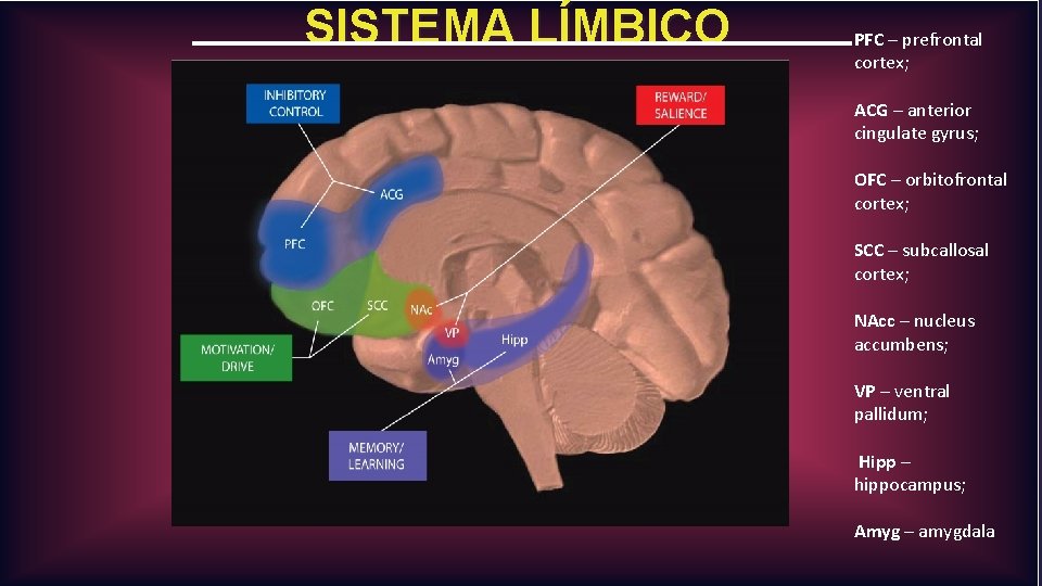 SISTEMA LÍMBICO PFC – prefrontal cortex; ACG – anterior cingulate gyrus; OFC – orbitofrontal SISTEMA LÍMBICO PFC – prefrontal cortex; ACG – anterior cingulate gyrus; OFC – orbitofrontal