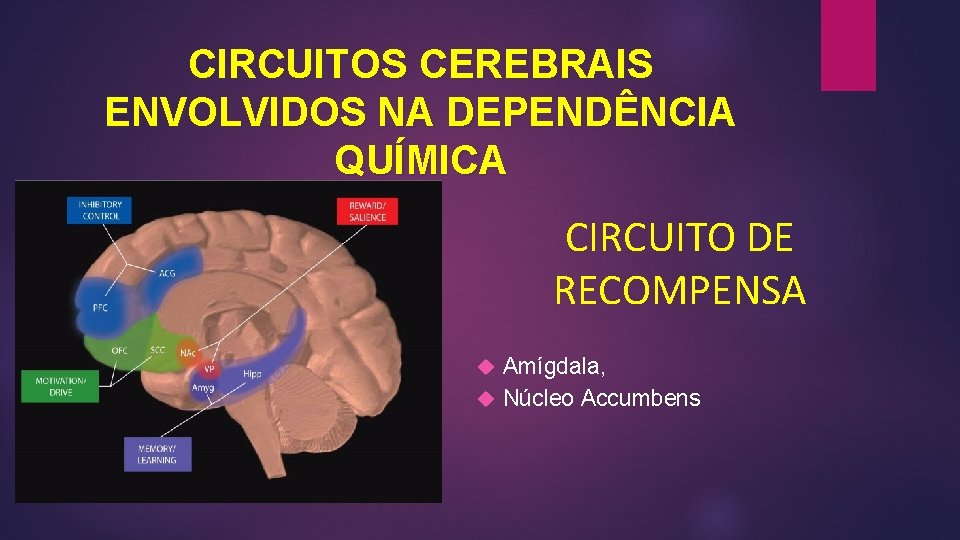 CIRCUITOS CEREBRAIS ENVOLVIDOS NA DEPENDÊNCIA QUÍMICA CIRCUITO DE RECOMPENSA Amígdala, Núcleo Accumbens CIRCUITOS CEREBRAIS ENVOLVIDOS NA DEPENDÊNCIA QUÍMICA CIRCUITO DE RECOMPENSA Amígdala, Núcleo Accumbens
