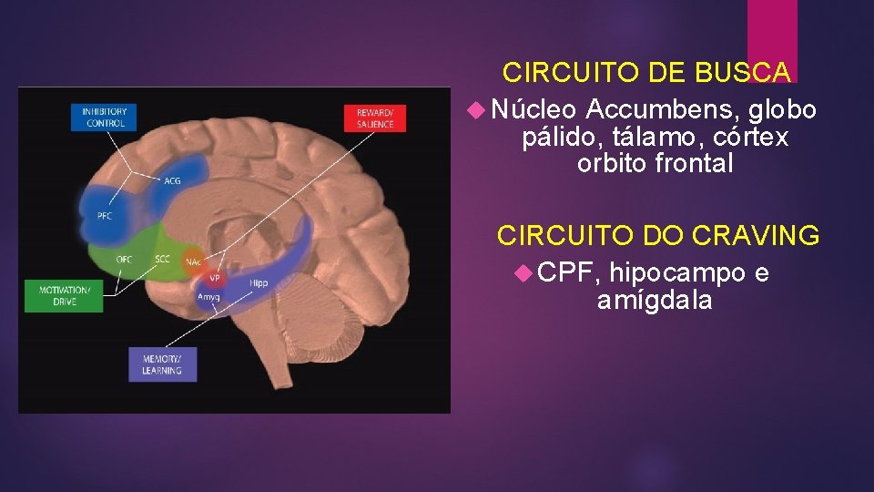 CIRCUITO DE BUSCA Núcleo Accumbens, globo pálido, tálamo, córtex orbito frontal CIRCUITO DO CRAVING CIRCUITO DE BUSCA Núcleo Accumbens, globo pálido, tálamo, córtex orbito frontal CIRCUITO DO CRAVING