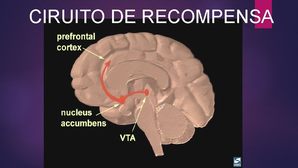 CIRUITO DE RECOMPENSA CIRUITO DE RECOMPENSA