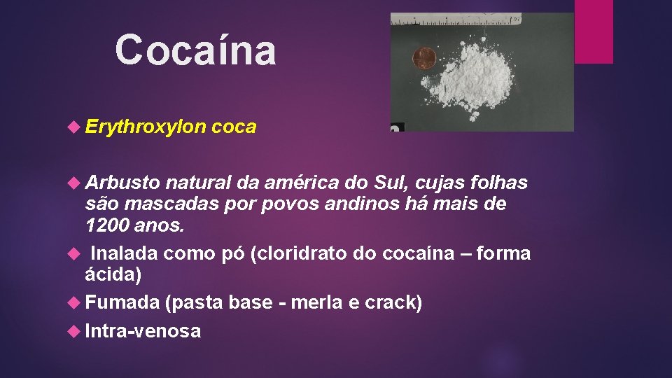 Cocaína Erythroxylon Arbusto coca natural da américa do Sul, cujas folhas são mascadas por Cocaína Erythroxylon Arbusto coca natural da américa do Sul, cujas folhas são mascadas por