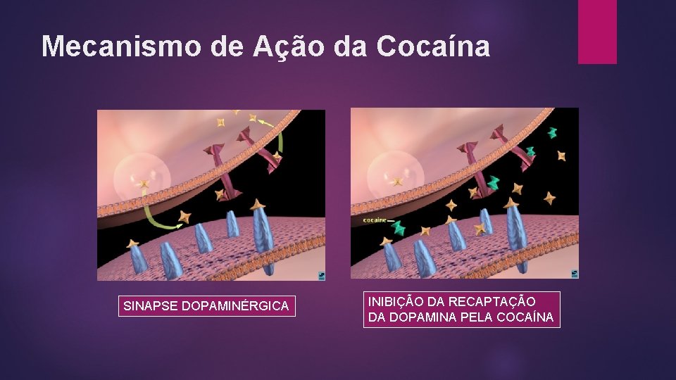 Mecanismo de Ação da Cocaína SINAPSE DOPAMINÉRGICA INIBIÇÃO DA RECAPTAÇÃO DA DOPAMINA PELA COCAÍNA Mecanismo de Ação da Cocaína SINAPSE DOPAMINÉRGICA INIBIÇÃO DA RECAPTAÇÃO DA DOPAMINA PELA COCAÍNA