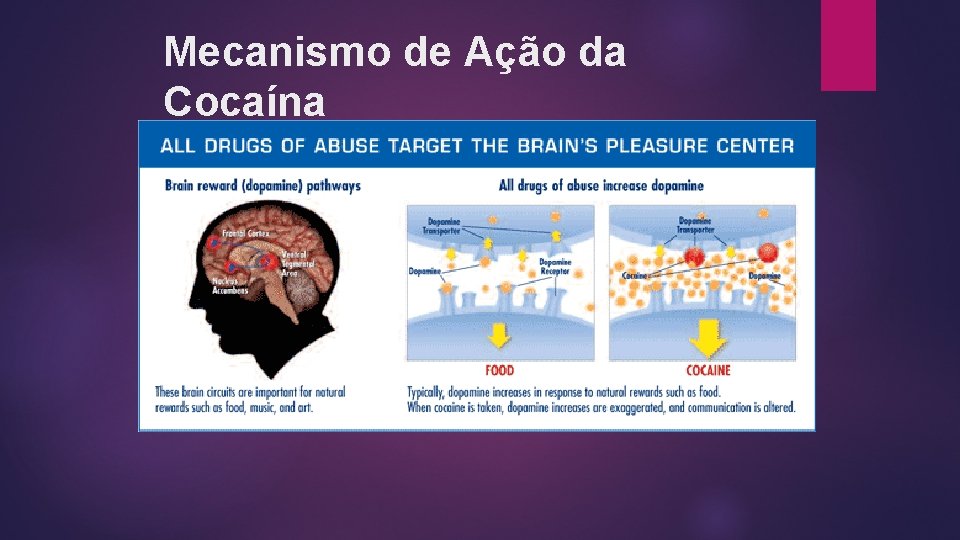 Mecanismo de Ação da Cocaína Mecanismo de Ação da Cocaína