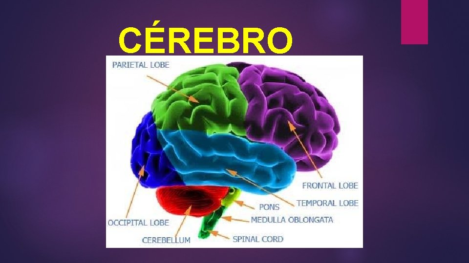 CÉREBRO CÉREBRO