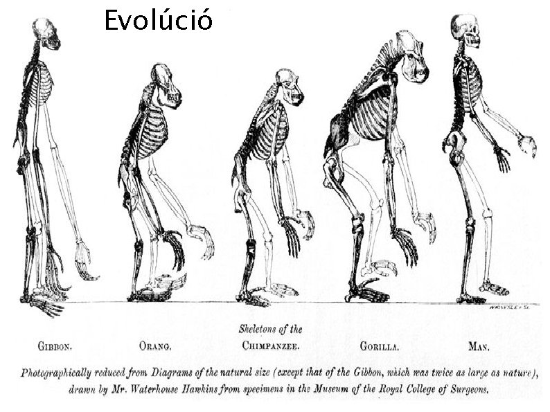 Evolúció 