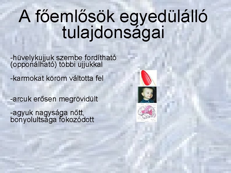 Evolúció A főemlősök egyedülálló tulajdonságai Főemlősökké válás -hüvelykujjuk szembe fordítható (opponálható) többi ujjukkal -karmokat Evolúció A főemlősök egyedülálló tulajdonságai Főemlősökké válás -hüvelykujjuk szembe fordítható (opponálható) többi ujjukkal -karmokat